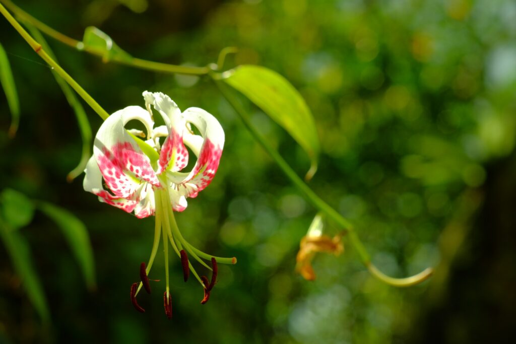 【HOW OH 生活學】東亞最美麗的百合花：艷紅鹿子百合 (Lilium speciosum)。