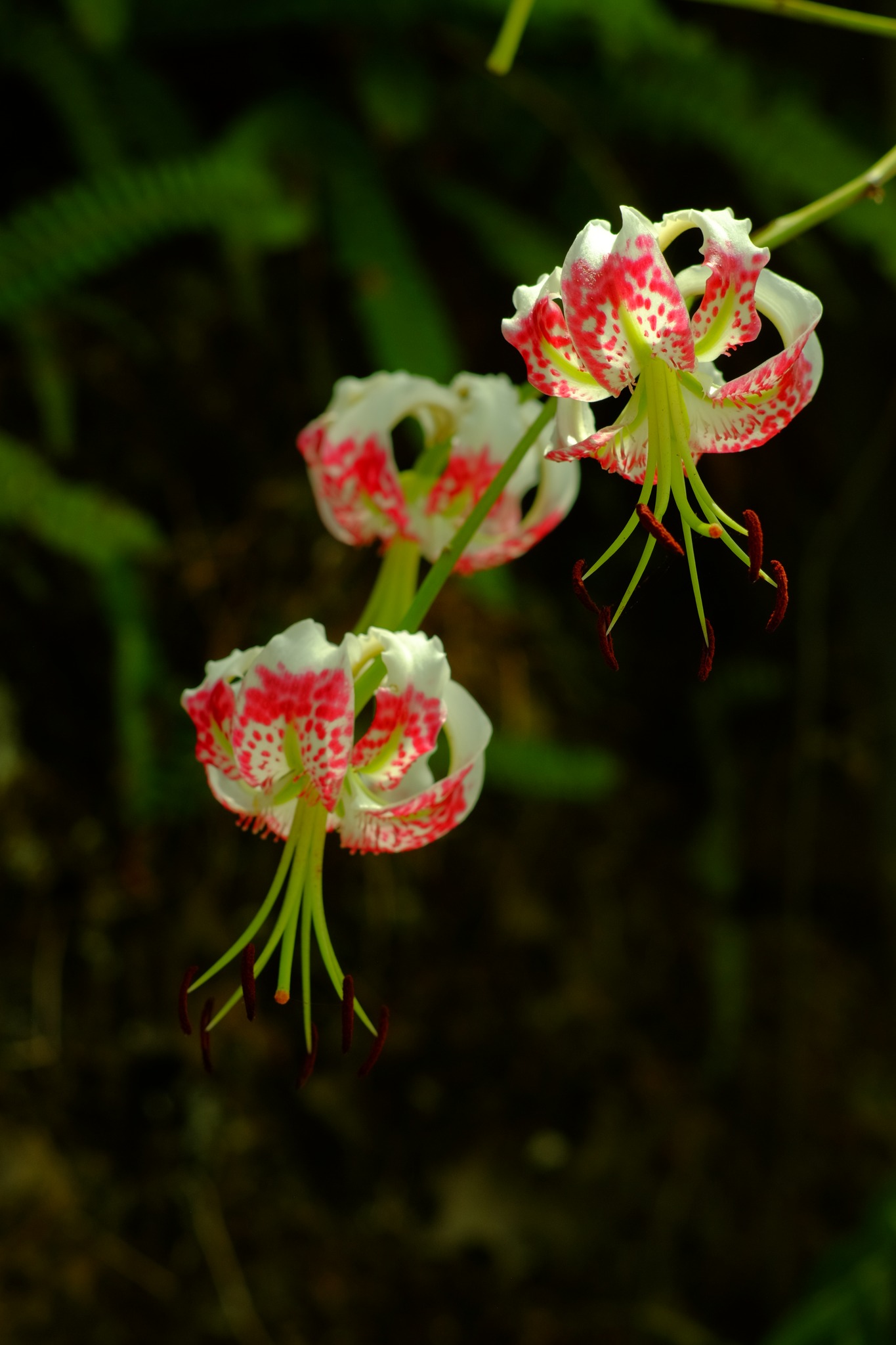 艷紅鹿子百合 (Lilium speciosum)