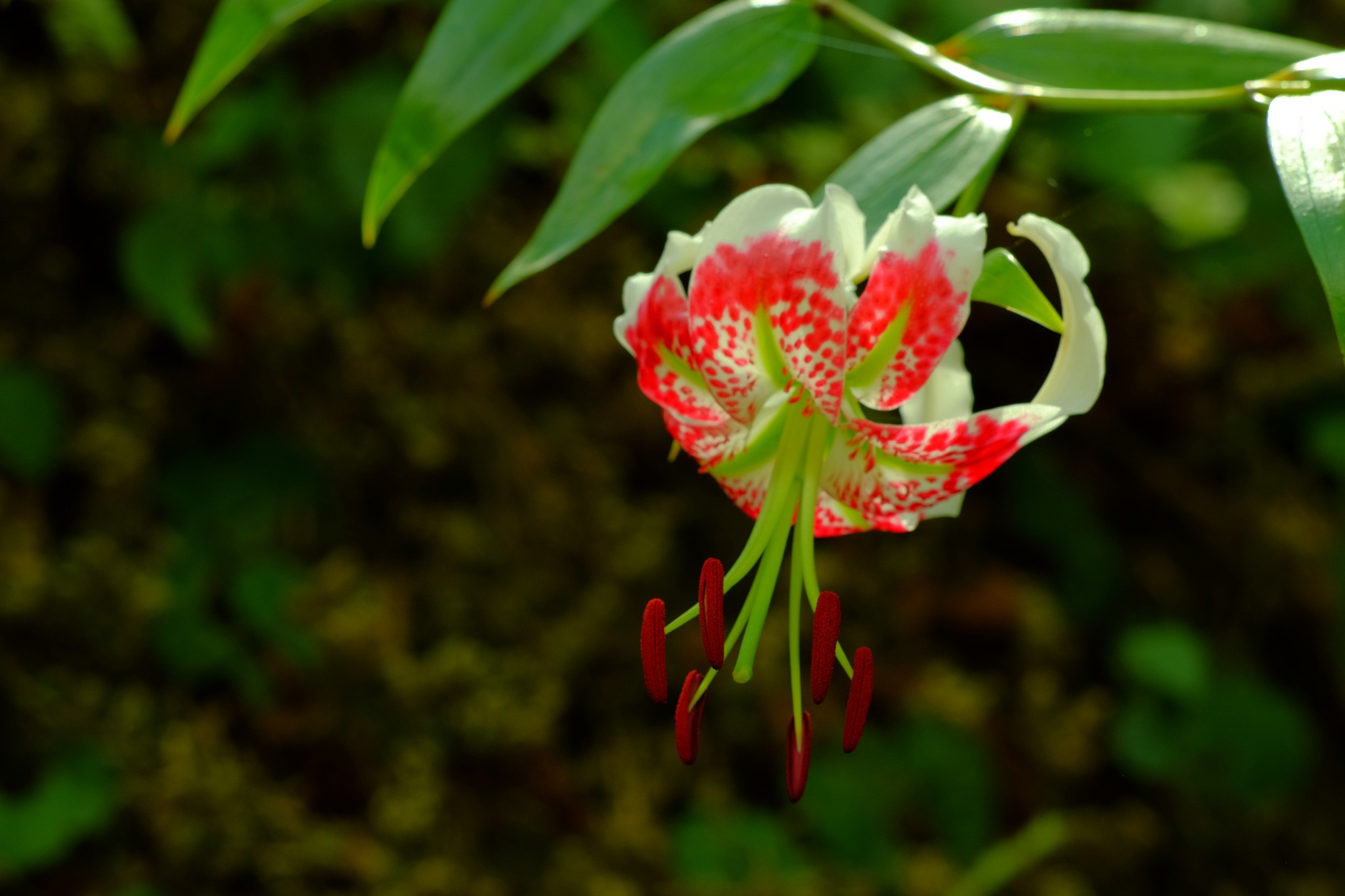 艷紅鹿子百合 (Lilium speciosum)