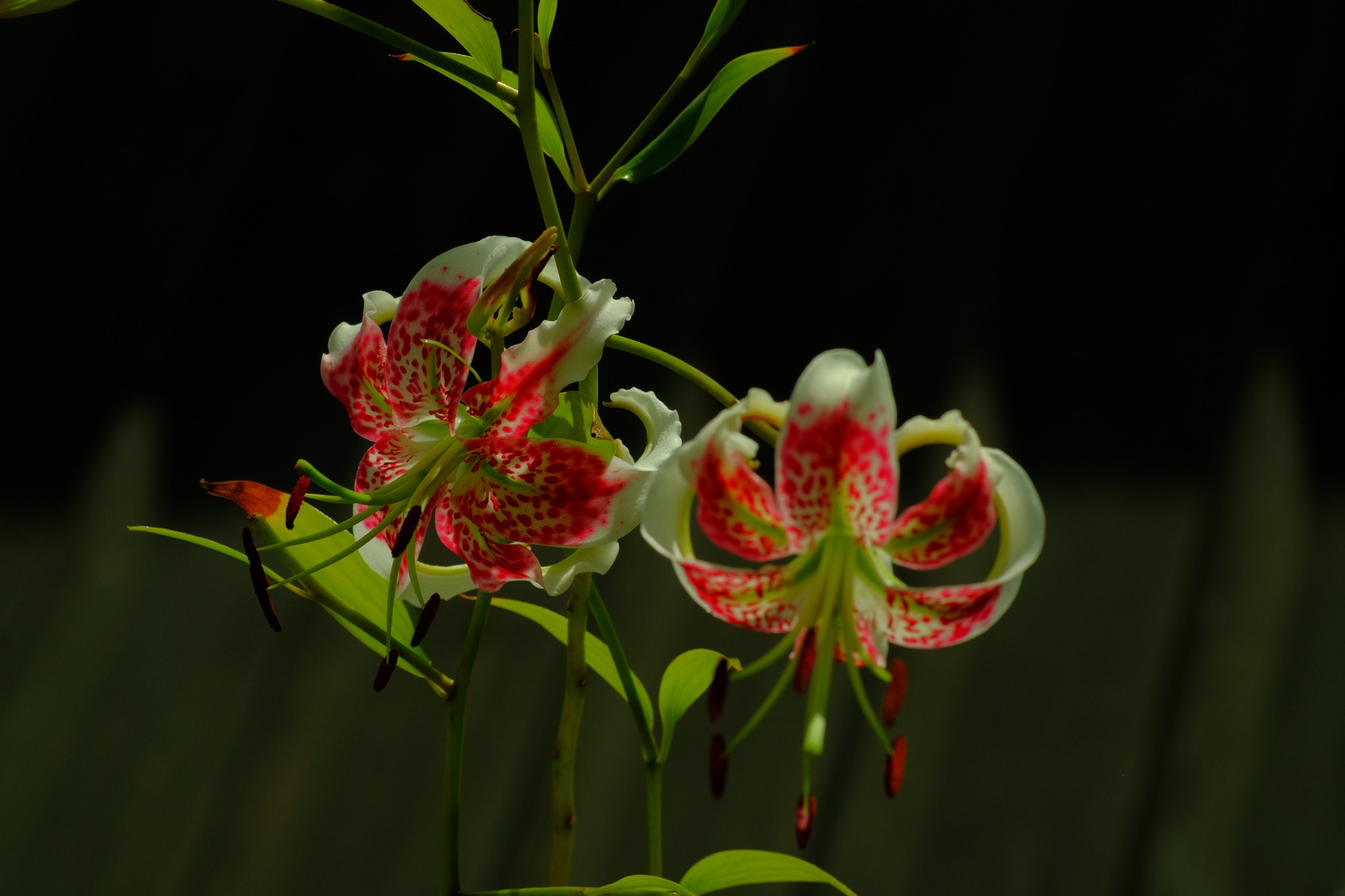 艷紅鹿子百合 (Lilium speciosum)